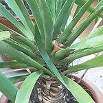 Dracaena draco पत्ता