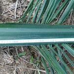 Attalea maripa Leaf