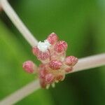 Pilea corymbosa Floare