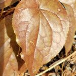 Epimedium alpinum Fuelha