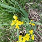 Baptisia sphaerocarpa Virág