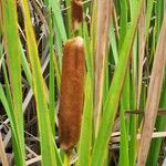 Typha orientalis 果