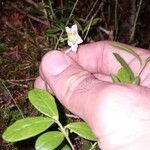 Moneses uniflora Flower