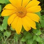 Tithonia diversifolia Fiore