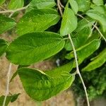 Celtis iguanaea Ліст