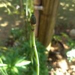 Equisetum laevigatum পাতা