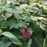 Actaea rubra 果實