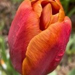 Tulipa grengiolensis Flower