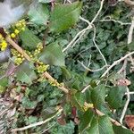 Berberis repens Folla