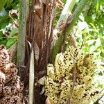 Rhapidophyllum hystrix Blodyn