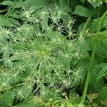 Peucedanum ostruthium Flower