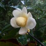 Eschweilera coriacea Fiore