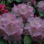 Rhododendron vernicosum Blüte
