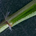 Eragrostis minor Blatt