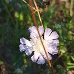 Lomelosia argentea Цветок