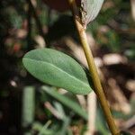 Euphorbia flavicoma Φύλλο
