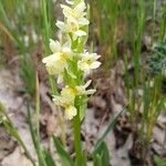 Dactylorhiza insularis Flower