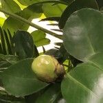 Camellia oleifera Frukt