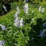 Salvia farinacea Flower