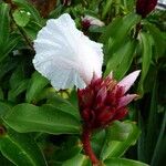 Cheilocostus speciosus Цвят