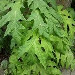 Heracleum mantegazzianum Foglia