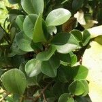 Peperomia magnoliifolia Φύλλο