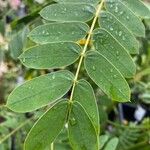 Senna didymobotrya Blatt