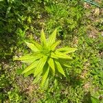 Lilium canadense Leaf