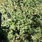 Galenia pubescens Hoja