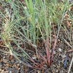 Juncus bufonius Habit