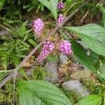 Lantana trifolia Fruit