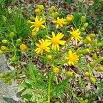 Senecio ampullaceus Кветка