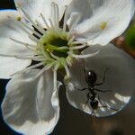 Prunus spinosa Fleur