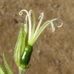 Silene latifolia Gyümölcs