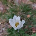 Pulsatilla alpinaŽiedas