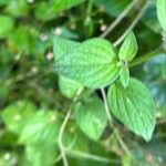 Browallia americana Leaf