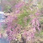 Tamarix parviflora 花