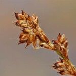 Carex brunnescens Fruit