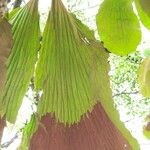 Platycerium elephantotis Leaf