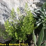 Asplenium fissum Yeri