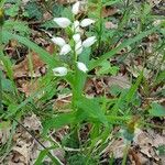 Cephalanthera longifolia Habitus