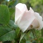 Rosa montana Blomst