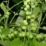 Priva lappulacea 果