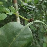 Bolbitis acrostichoides Leaf