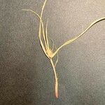 Cyperus strigosus 整株植物