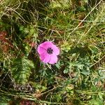 Geranium subcaulescens Blüte