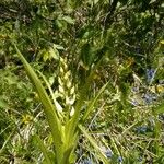 Cephalanthera longifolia Blüte