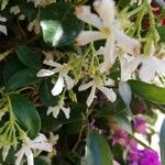 Trachelospermum jasminoides Flors