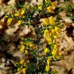 Genista anglica Blomst