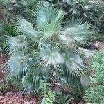 Coccothrinax barbadensis Hoja